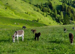 pascolo alpino con Veratro