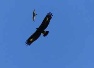 aquila reale e gheppio