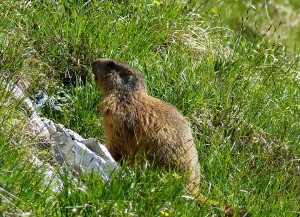 marmotta