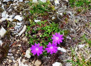 Primula spectabilis