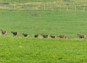 gruppo di cervi, Cansiglio