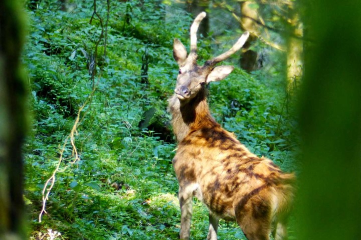 CERVI IN BRAMITO, PIANA DEL CANSIGLIO – VENERDì 23 E SABATO 24 SETTEMBRE 2016