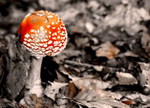 frutti del bosco: amanita muscaria