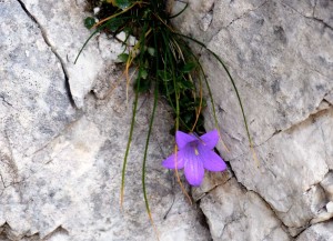 campanula