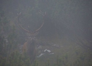 maschio adulto nella nebbia