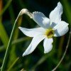 Narciso selvatico (Narcissus poëticus)