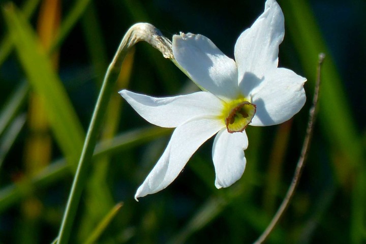 Narciso selvatico (Narcissus poëticus)