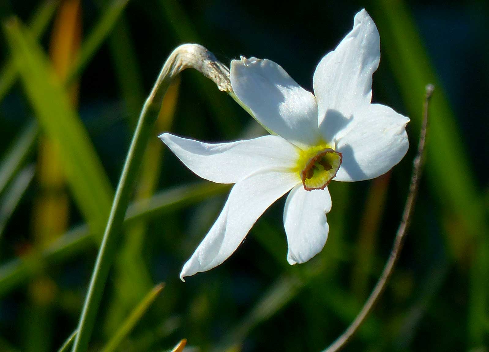 Narcissus poëticus