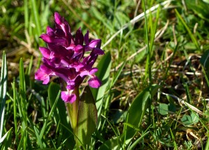 Dactylorhiza sambucina