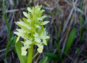 Dactylorhiza sambucina