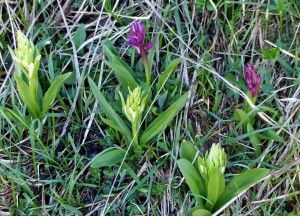 Dactylorhiza sambucina