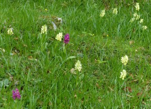 Dactylorhiza sambucina