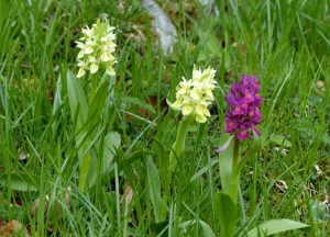 Dactylorhiza sambucina