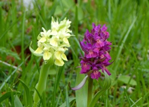 Dactylorhiza sambucina