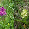 Orchidea sambucina (Dactylorhiza sambucina)