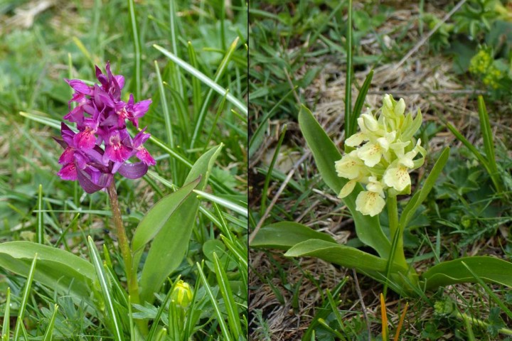 Orchidea sambucina (Dactylorhiza sambucina)